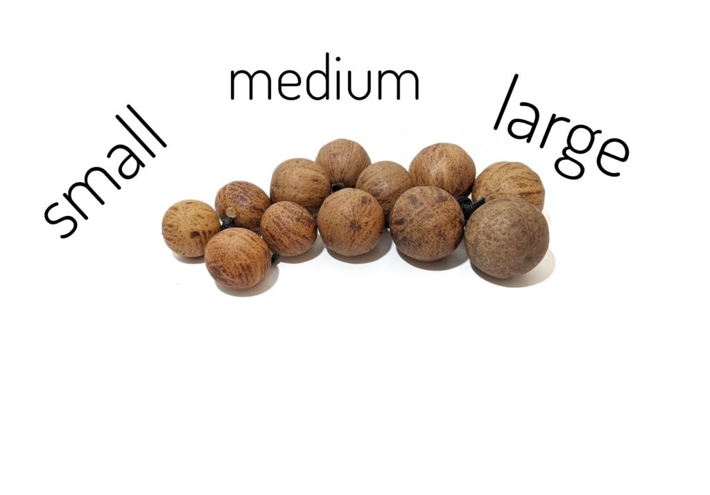 Handcrafted Asalato Rattle Shakers | Authentic African Kashaka